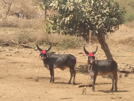 નાથાહમીરલાલકા