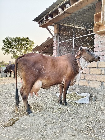 ગીર ક્રોસ ગાય વેચવાની છે.