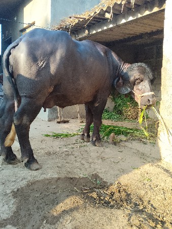 थंबनेल 2