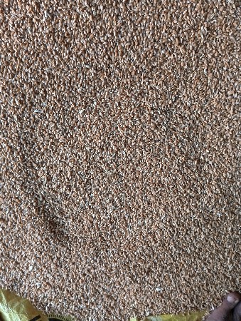 ઘંઉ વેસવા છે