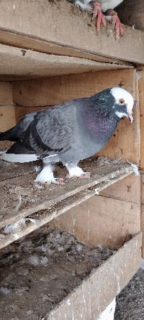 થંબનેલ 2