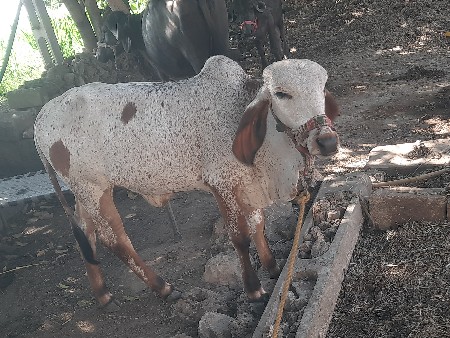 વાછડી વેચવાની છે