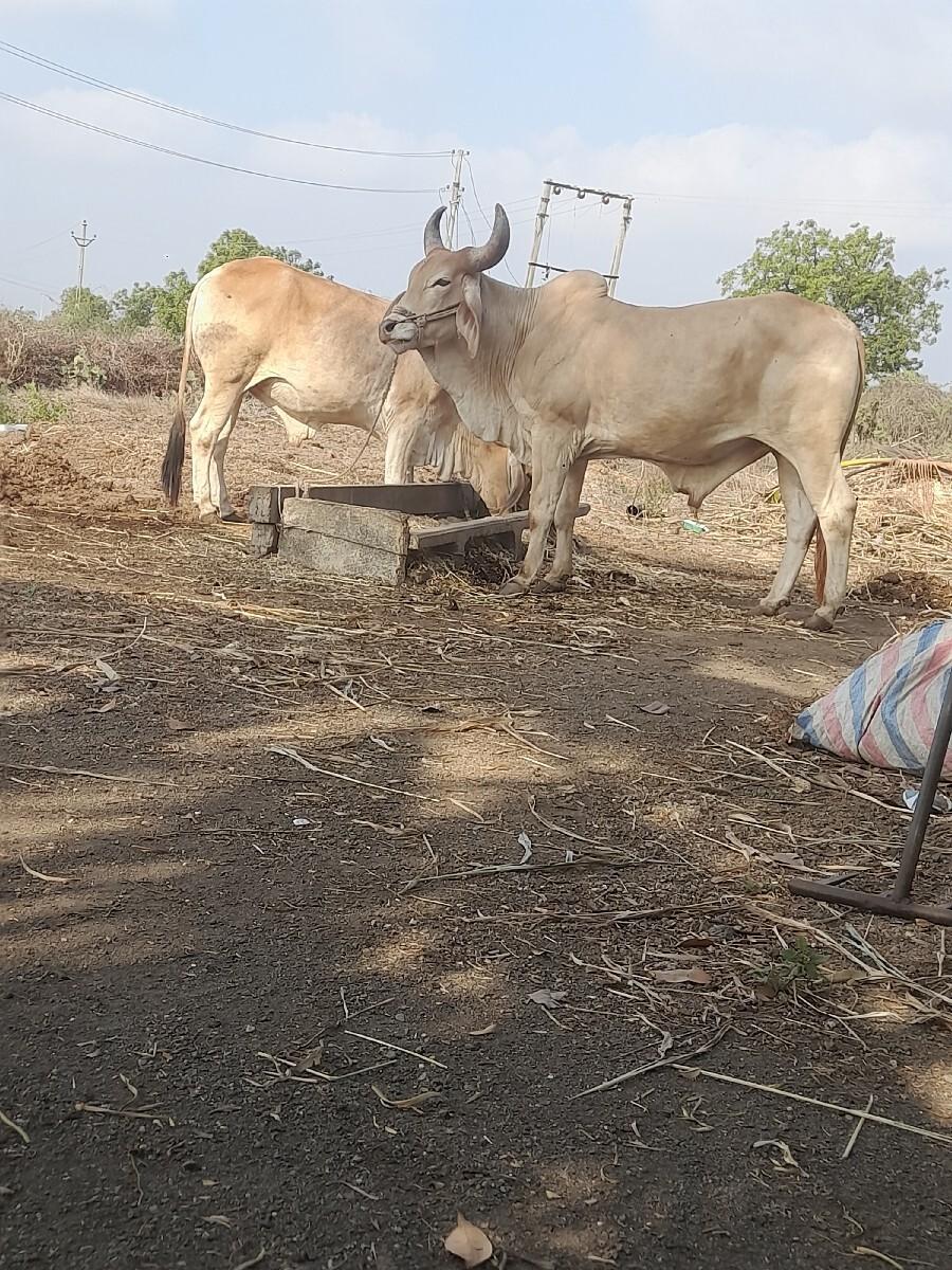 થંબનેલ 3