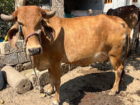 थंबनेल 3