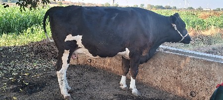 ગાય વેસવાની છે