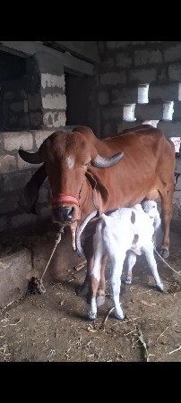 ગીર ગાય વેચવાની છે