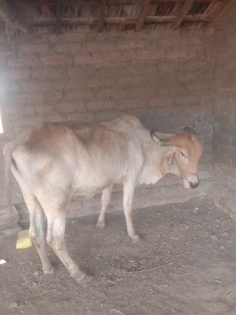 થંબનેલ 3