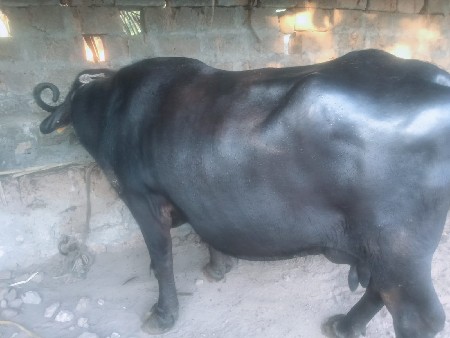 थंबनेल 2