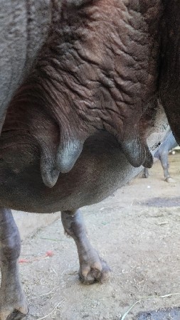 વેચવાની સે