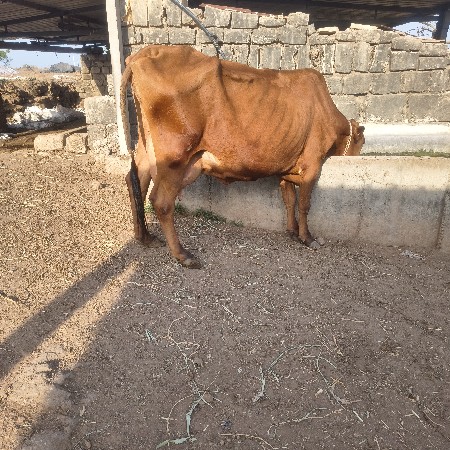 10 દિવશ ની વિહાલ