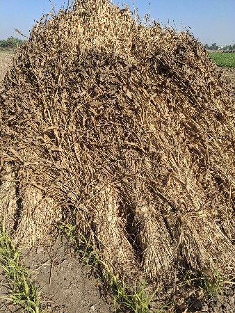 જુવારની નિરાણ વેચવાની છે