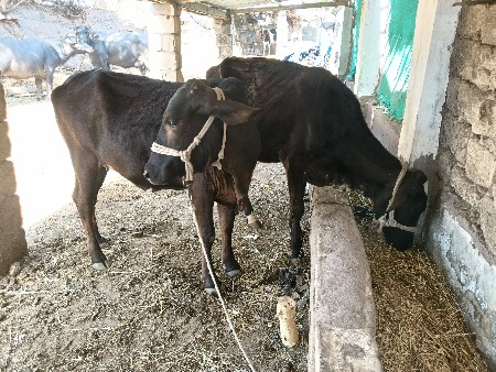 થંબનેલ 3