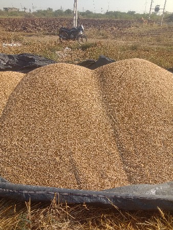 ઘઉં વેચવાના