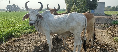 વાસડા વેસવાના છે