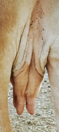 અદ બેહરી ગાય વેચવાની છે