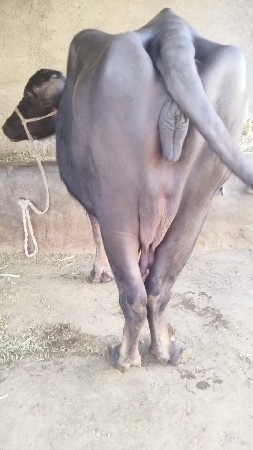 थंबनेल 5