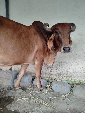 थंबनेल 3