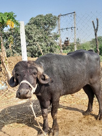 થંબનેલ 2