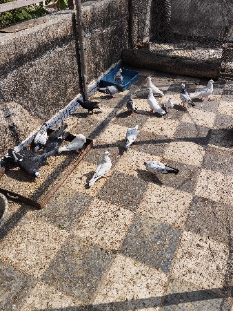 थंबनेल 3