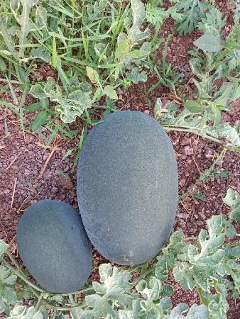 થંબનેલ 3