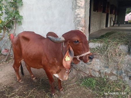 थंबनेल 2