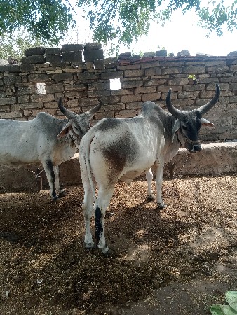 થંબનેલ 2