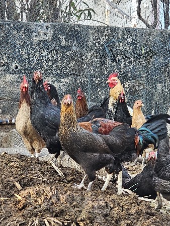 દેશી મોટી હાઈટ વાળી કુકડીયું