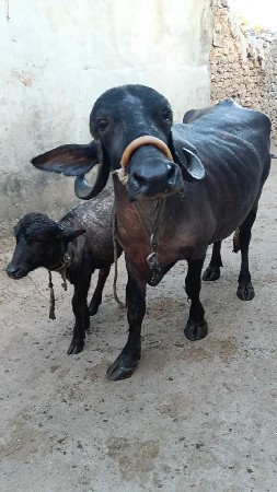 थंबनेल 3