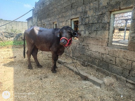 ખળેલી વેચવાની છે