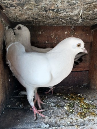 kul dum nar wite madi che