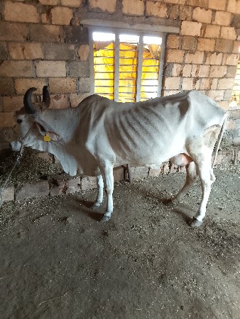 થંબનેલ 2