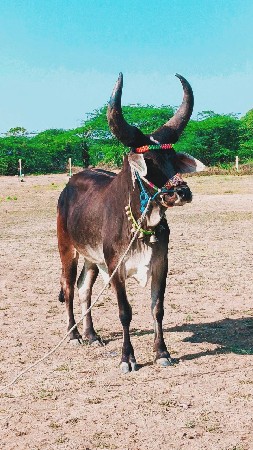લાંબા ગોટલા વેચવાના છે મારવા દેવાન