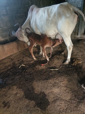 ગાય વેચવાની છે