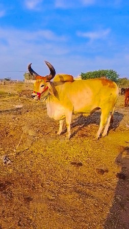 જામનગર તાલુકો દ્વારકા જિલ્લો આકાભાઇ