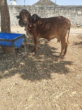 थंबनेल 3