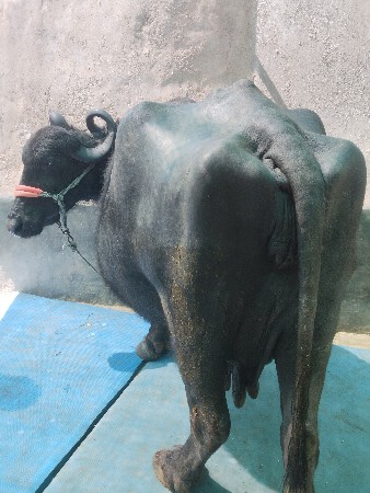 ભેંસ વેચવાની છે