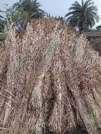 જુવાર, નીરણ, વાઢેલી