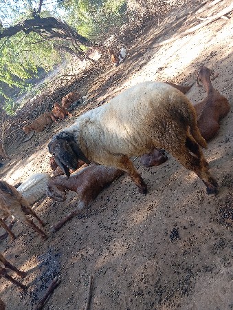 થંબનેલ 3