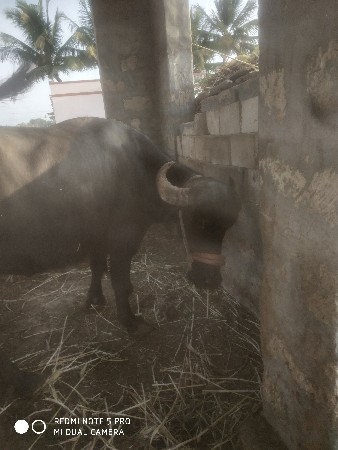 વેચવાની છે