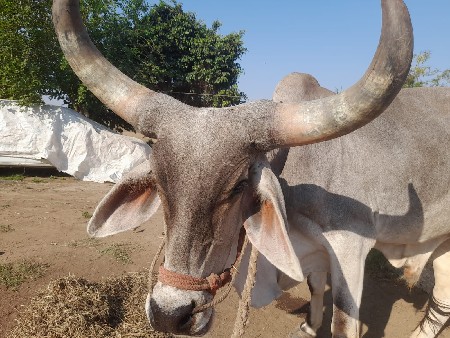 એક બે ધોર ના છે