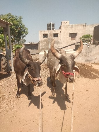 ગોઢલા વેચવાના છે