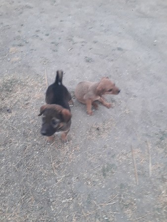 બે ગલુડિયા પપ્પી મેલ ફિમેલ વેચવાના