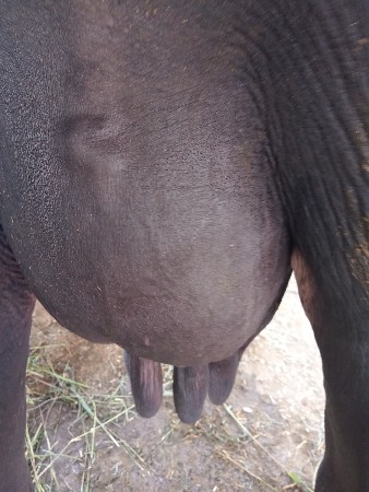 ભેશ વેચવાની છે