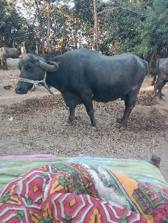 ભેંસ વેચવા ની છે