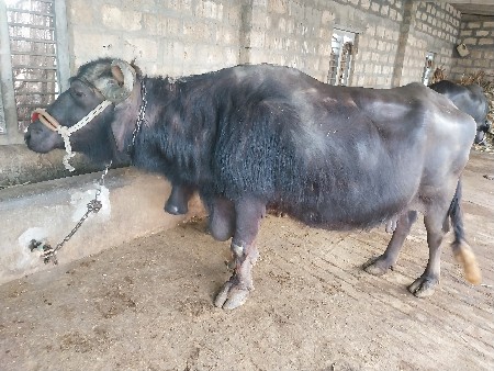 થંબનેલ 2