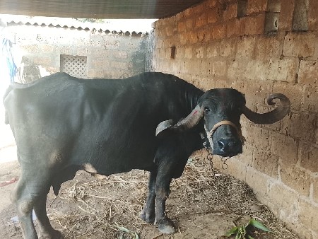 ભેંસ વેચવાની