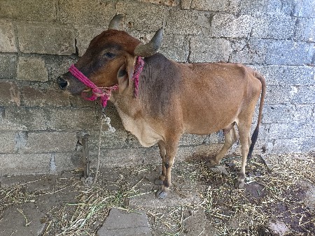 ગાય આપી દેવાની છે
