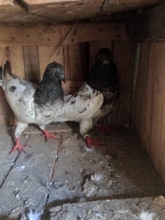 જોડી વેચવાની છે ચાલુ જોડી