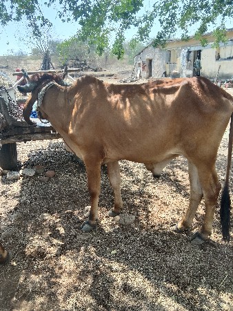 થંબનેલ 3