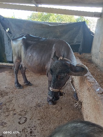 थंबनेल 2